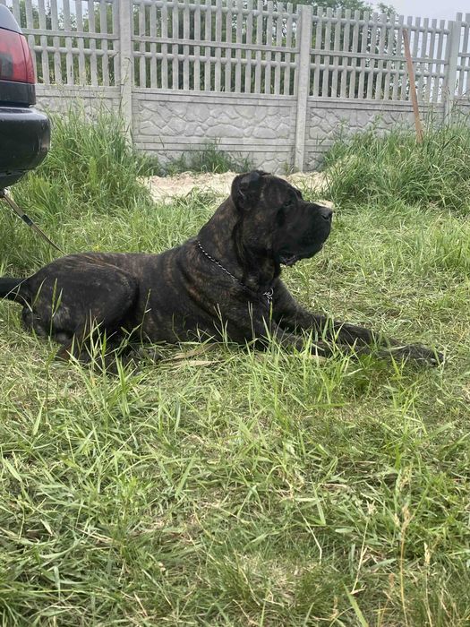 Гарнющій кабель КанеКорсо  шукає пару