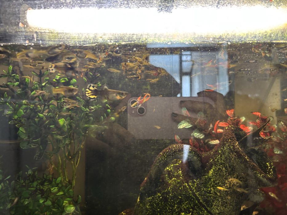 Vendo tudo : aquario +movel + 50 guppies e limpa fundo