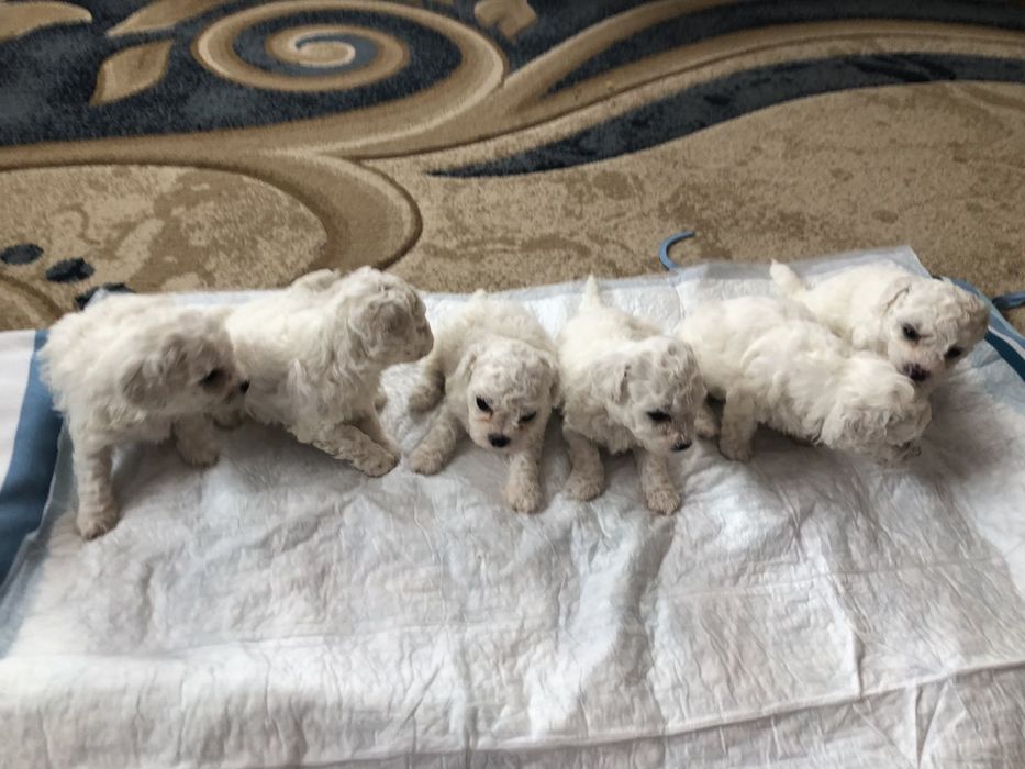 Бішон фрізе ,Бишон -фризе ,цуценята,щенки