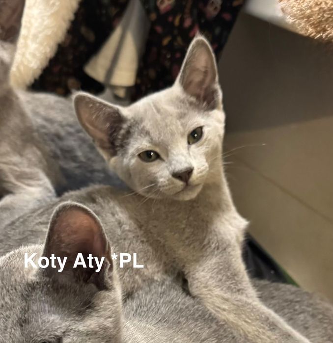 Kotka rosyjska niebieska