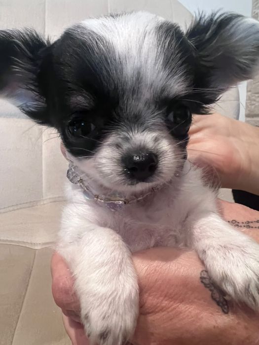 Bowie – mini xs chihuahua długowłosy tricolor