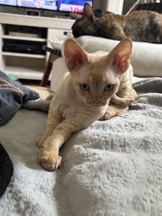 Kotek Devon Rex z rodowodem