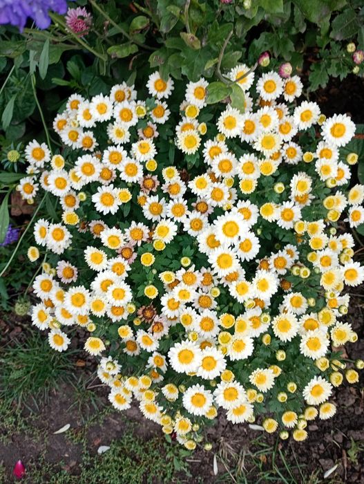 Пропоную хрезонтема рання мультифлора