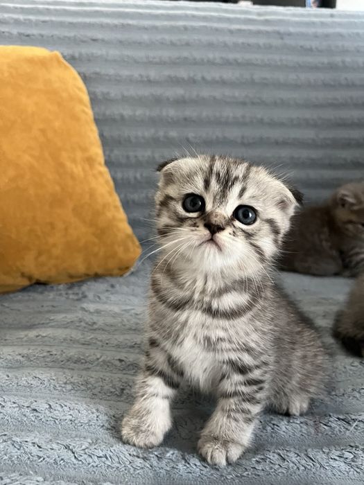 Скотіш фолд  Скотіш страйт Шотландські кошенята