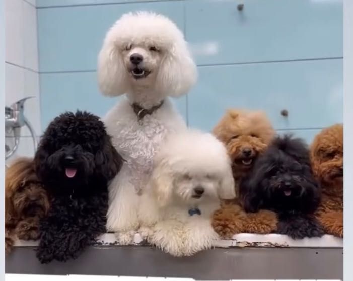Lindos meninos de caniche toy e mini toy para ACASALAR!!!