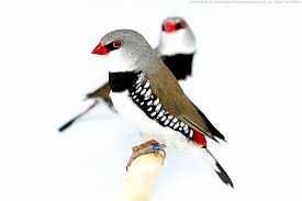 Vendo diamantes gould