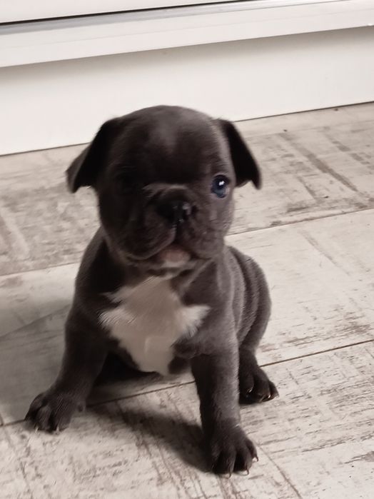 Buldog francuski - suczka