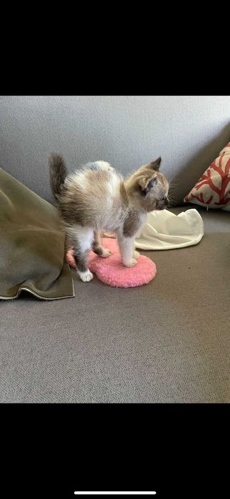 gato 3 meses para adoçao de ninhada