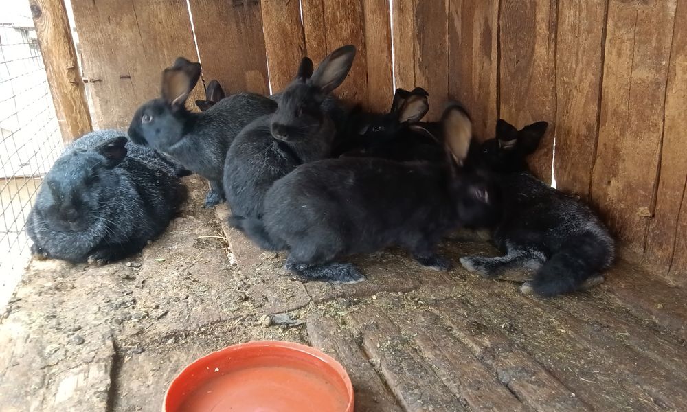 Кролики породи Полтавське срібло вік 2 місяці, проколені