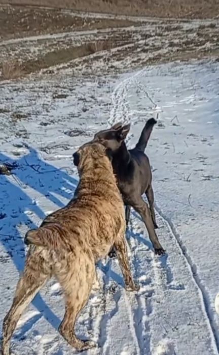 Отдам собак даром