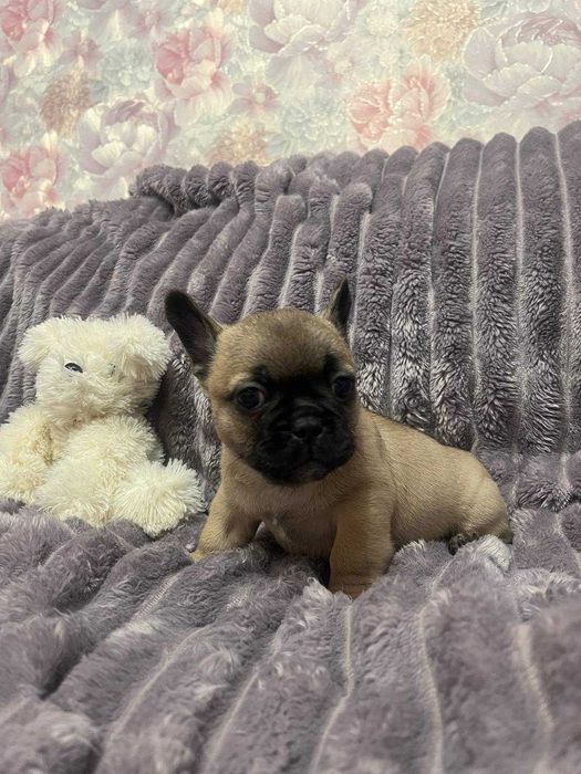 Житомир. Цуценя (хлопчик) міні французький бульдог