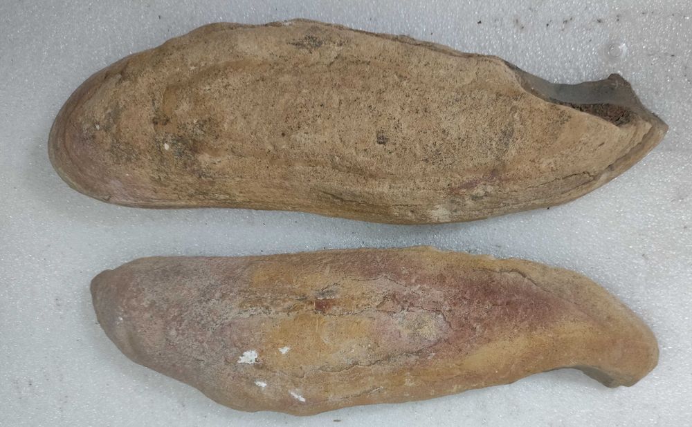 Pedra com fóssil de crustáceo