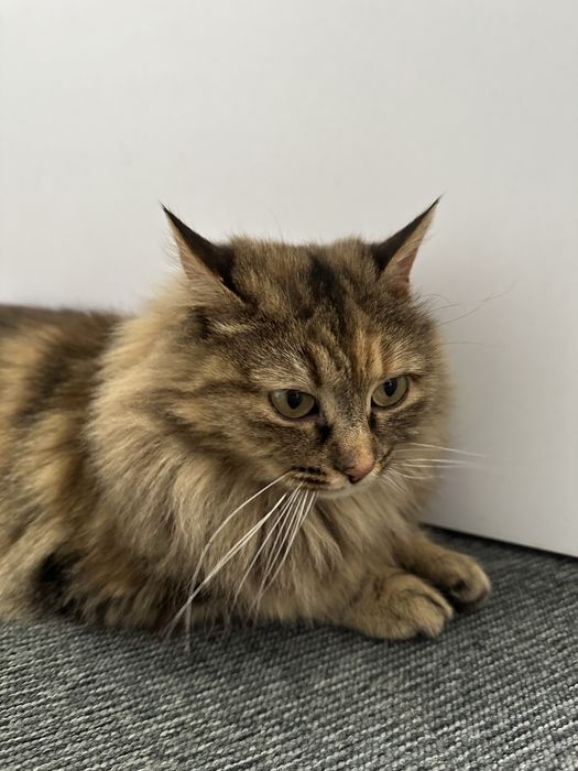 Кошечка в добрые руки