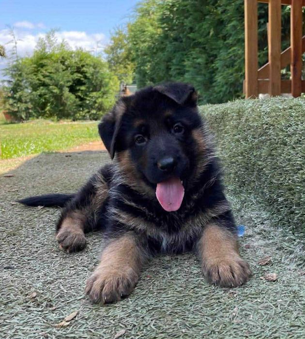 Pastor Alemão   TOP