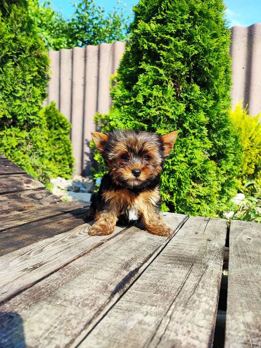 Самый сладкий парнишка