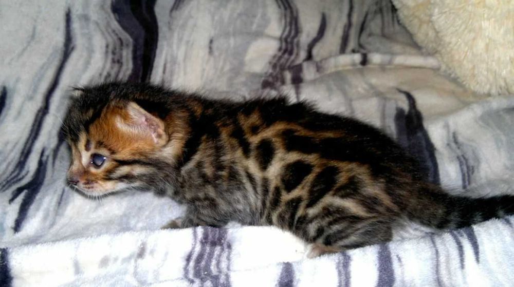 Чудовий бенгальський хлопчик чистої бенгальської крові BENn24