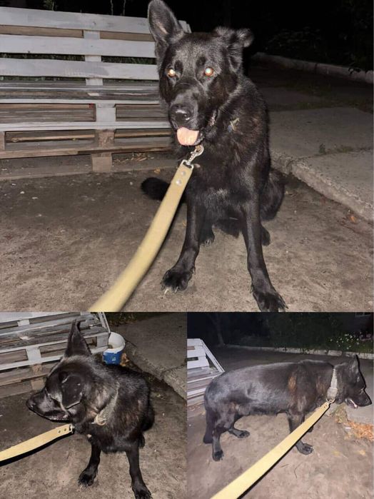 Отдам немецкую овчарку