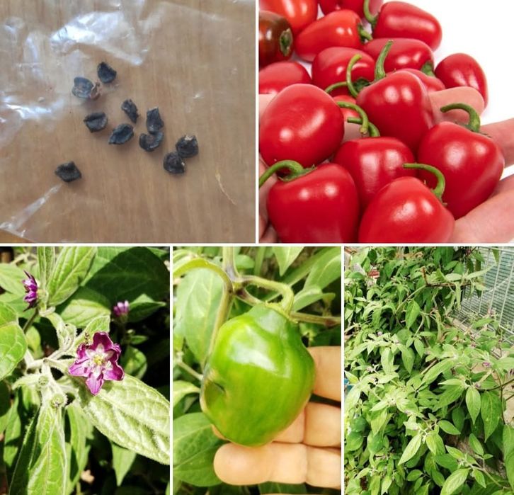 Várias pimentas exóticas