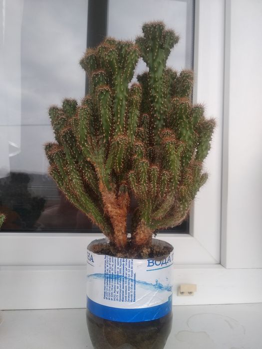 Кактус Цереус Перу