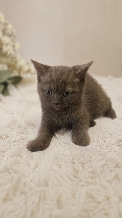 Кременчук /Продам шотландських  котиків
