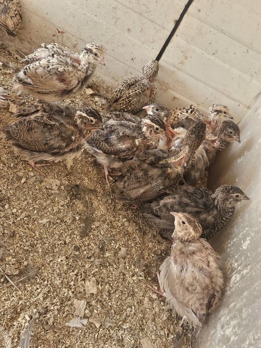 Perus pretos selvagens para venda com 1 mês