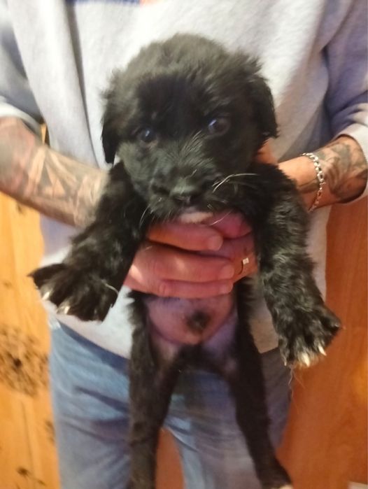 Bebés para adoção responsável