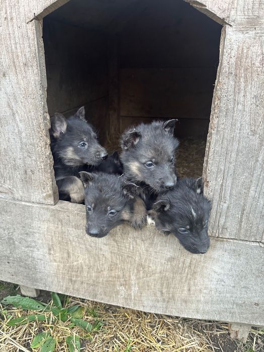 Німецька вівчарка