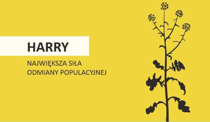 Rzepak Harry cena brutto z zaprawą owadobójczą