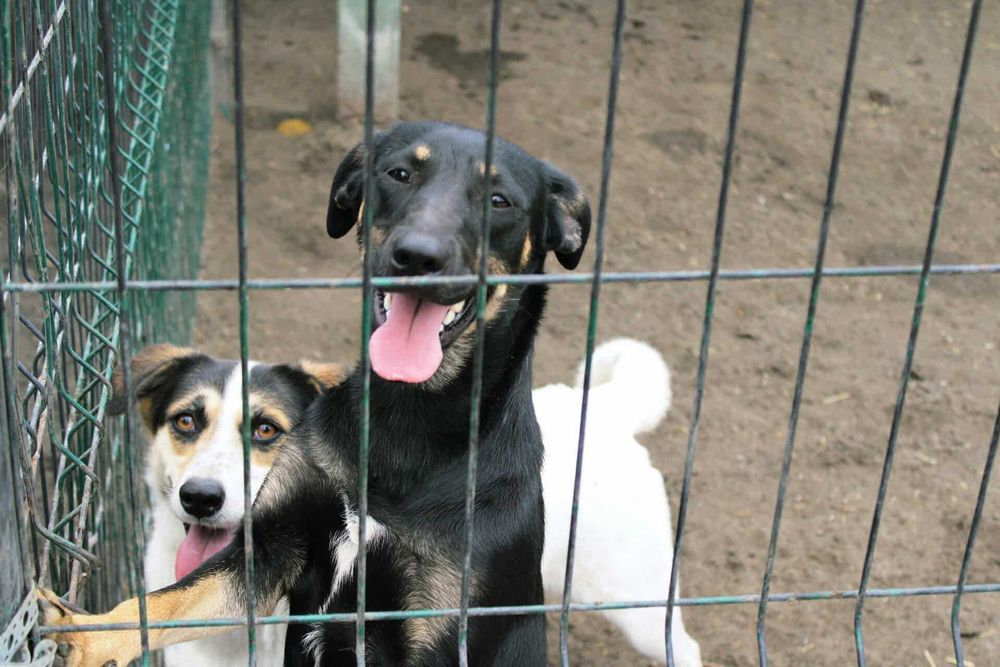 Cudna Maja szuka domu