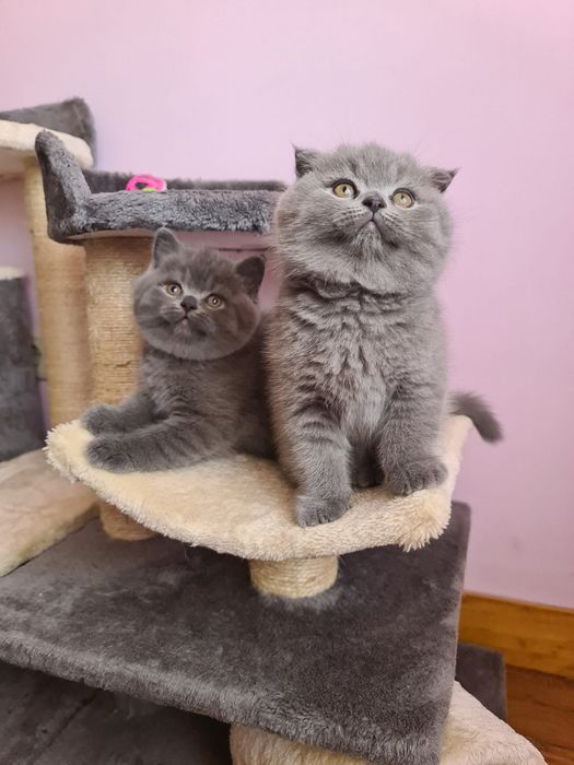 Scottish fold / straight
