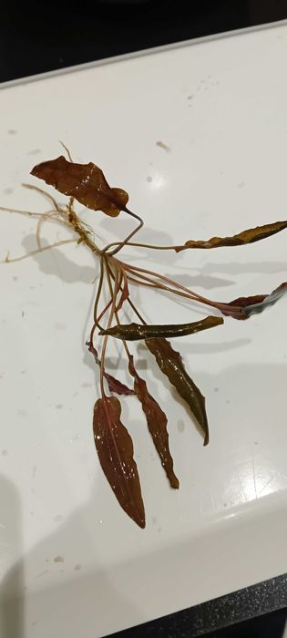 Cryptocoryne wendtii Brown