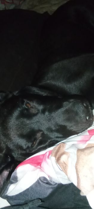 Oddam 7 miesięcznego psa ZA DARMO