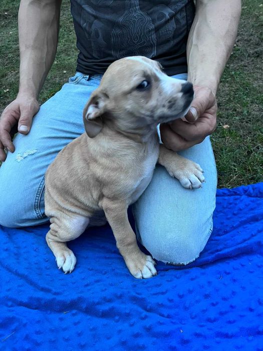 Amstaff samiec kremowy błękitne oko