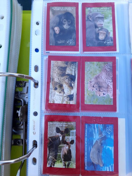 Pacotes de açúcar Sical "Na origem de uma visita ao zoo"