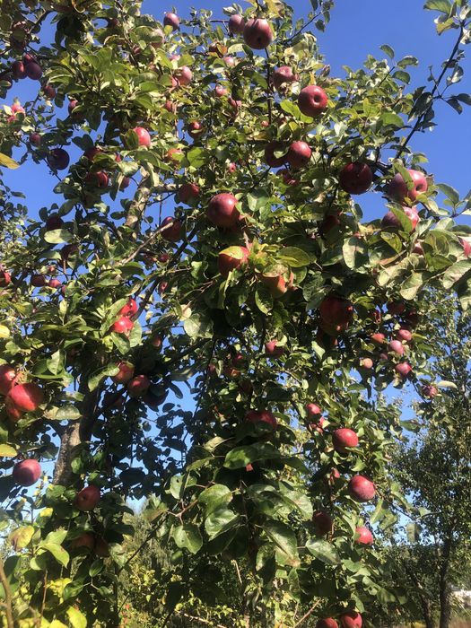 Sprzedam jabłka Czempion