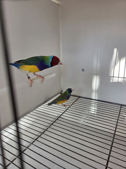 Diamantes de Gould de 2026 prontos a criar
