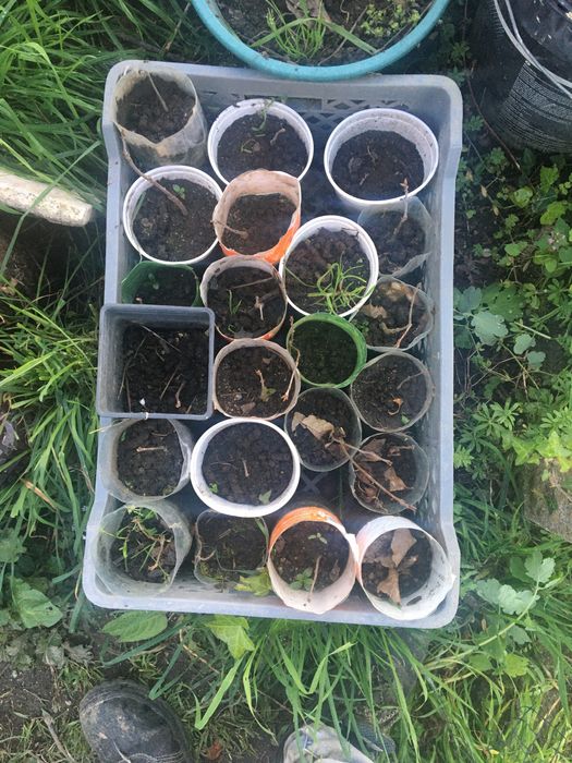 Plantas Carvalho americano