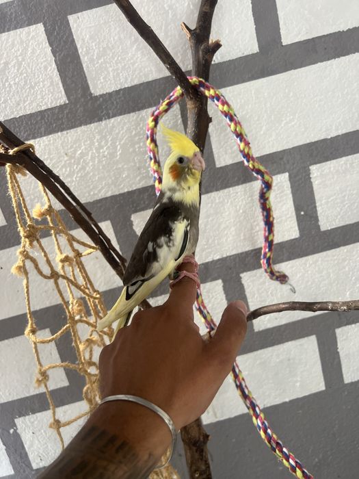 Caturra domesticada
