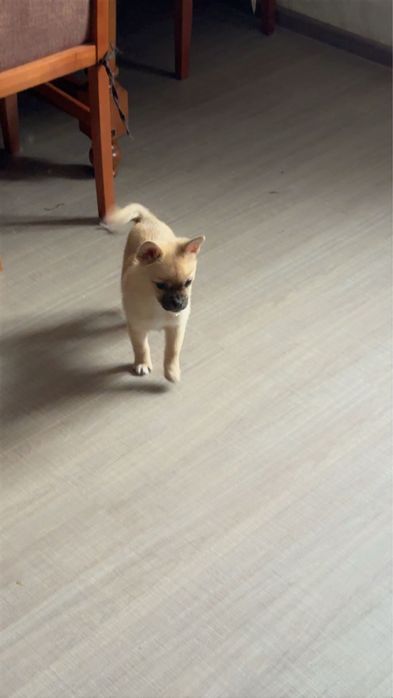 Хлопчик метис шпіца