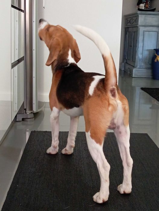 Beagle macho procura namorada