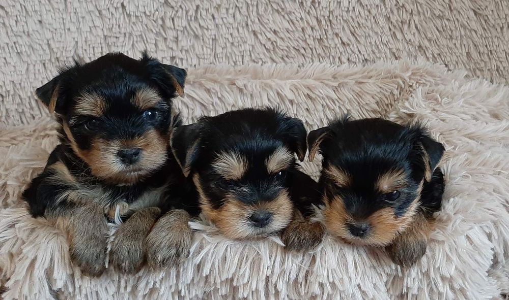 Йоркширські тер'єри. Йорк цуценята