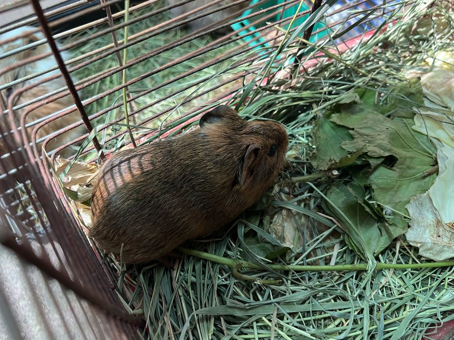 Морские свинки ( от 1 месчца)