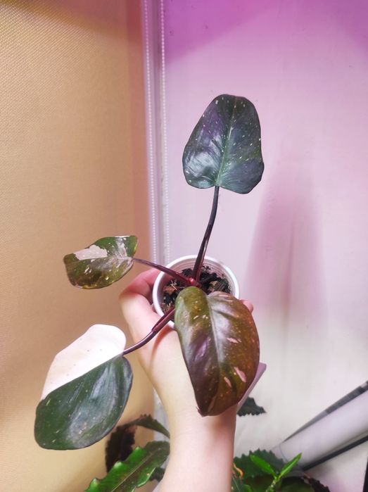 Philodendron Red Anderson/Филодендрон Ред Андерсон
