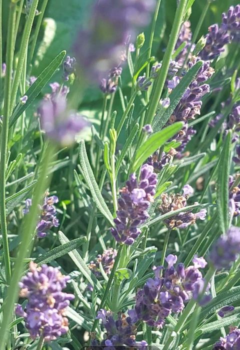 Lawenda wyciąg, krople naturalne