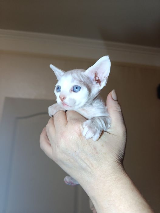 Кошенята Девон Рекс