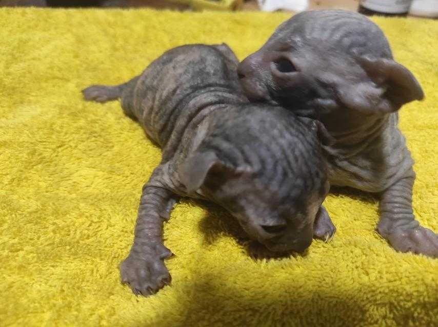 сфинкс (донской, уральский) есть малыши апрель, сентябрь 2025