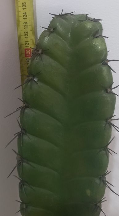 Cato/ cato decorativo/ cato artificial