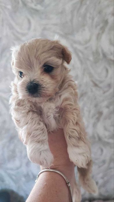 Продам мальтіпу F1 babyface