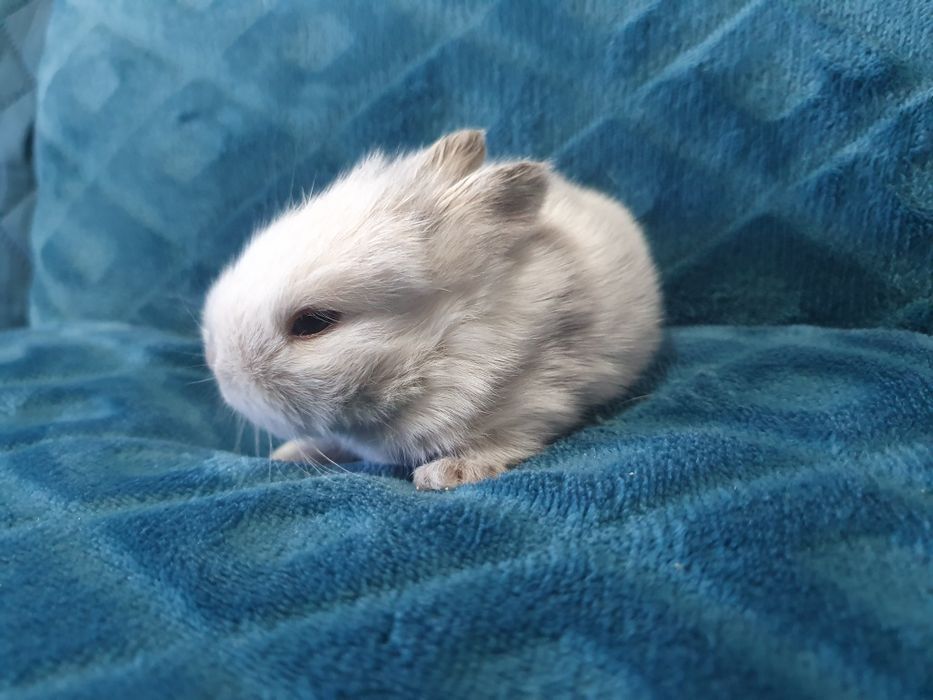 Coelhinhos bebés