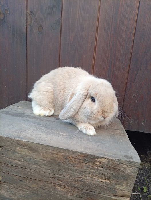 Króliczki Mini Lop (młode)